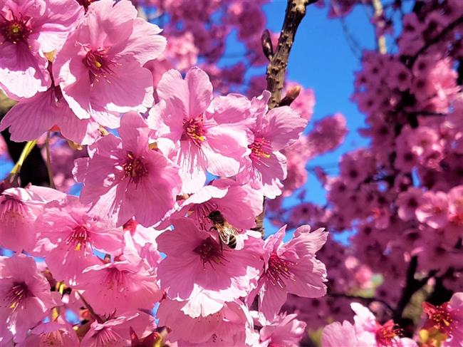 SAKURA YÜRÜYÜŞÜ