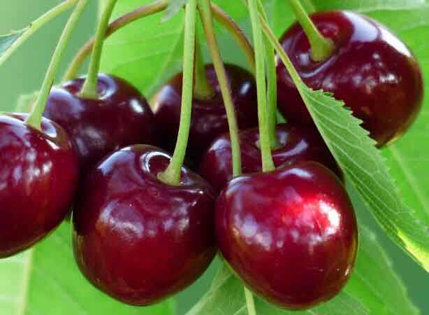 🍒 KİRAZ YÜRÜYÜŞÜ 🍒