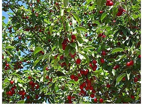 KİRAZ YÜRÜYÜŞÜ- 2 🍒