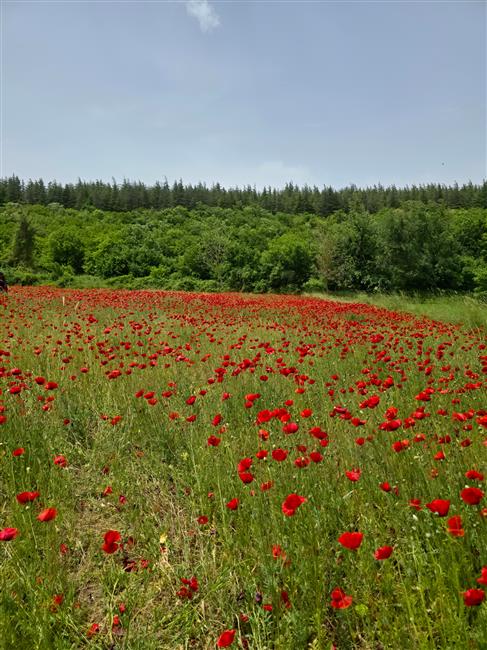 GÜNEŞKAYA VADİSİ  DOĞA YÜRÜYÜŞÜ
